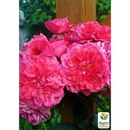 Троянда паркова Agro-Market сріблясто-рожева Дивовижна місіс Майзель The Amazing Mrs. Mayzel саджанець класу АА+ преміальний вищий сорт 1 шт. в упаковці (45973) - мініатюра 2