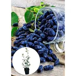 Саджанець Agro-Market Жимолость Гордість Бакчара (середній термін дозрівання, великоплідний сорт) 1 шт. в упаковці (43973) - мініатюра 3