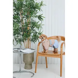 Дощовик Pet Fashion Tina для дівчаток розмір XS2 бежевий/блакитний - мініатюра 10