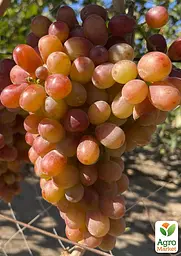 Саджанець Agro-Market Виноград кишмиш Аліса в Країні Чудес (велика, солодка, соковита ягода) 1 шт. в пакуванні (182235) - мініатюра 2