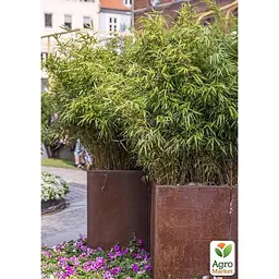 Саджанець Agro-Market Бамбук Садовий Farg Rufa (висота 40-50см) (144862) - мініатюра 4