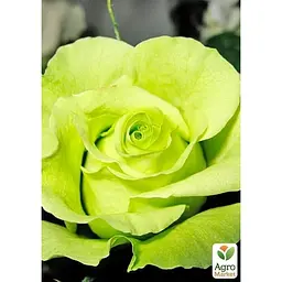 Троянда чайно-гібридна Agro-Market Жаде саджанець класу АА+ вищий сорт 1 шт. в упаковці (178179) - мініатюра 2