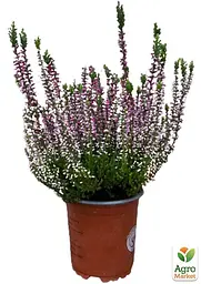 Саджанець Agro-Market Верес звичайний Laura (44257) - мініатюра 3