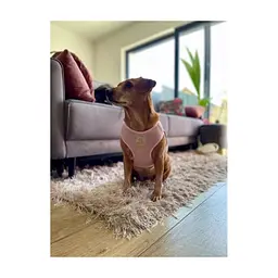 Шлея для собак Chloe's Home Dakar рожева XS (CLH8744) - мініатюра 4