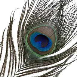 Лоскітка LOCKINK SEVANDA Natural Peacock Flirting Feather Tickler, пір’я павича та страуса - мініатюра 6