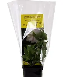 Клематис Agro-Market Matka Siedliska 1 саджанець в упаковці (15865) - мініатюра 2