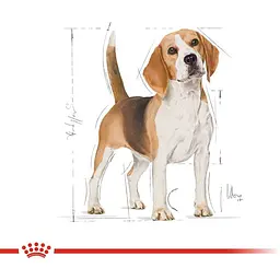 Сухий корм для собак породи бігль Royal Canin 3 кг - мініатюра 4