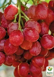 Саджанець Agro-Market Виноград Рубі Сідліс (кишмиш) 1 шт. в пакуванні (42976) - мініатюра 3