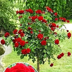 Троянда штамбова Agro-Market Scarlet саджанець класу АА+ вищий сорт 1 шт. в упаковці (36256) - мініатюра 3