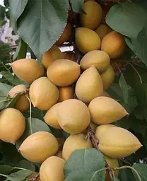 Саджанець Agro-Market Абрикос Лимонка (літній сорт, ранній термін дозрівання) (36762) 1 шт. в упаковці - мініатюра 2