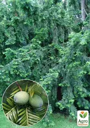 Саджанець Agro-Market Торрея Грандіс Torreya Grandis (дуже рідкісна колекційна рослина) 1 шт. в упаковці (153906) - мініатюра 2