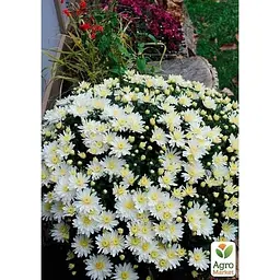 Саджанець Agro-Market Хризантема мультифлора куляста Diva Blanc (176484) 1 шт. в упаковці - мініатюра 2