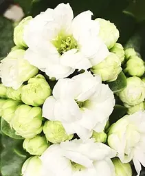 Саджанець Agro-Market Каланхое Блоссфельда White (Kalanchoe Blossfeldiana) (50626) 1 шт. в упаковці - мініатюра 2