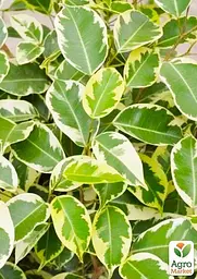 Саджанець Agro-Market Фікус Бенджаміна варієгатний Саманта (Ficus benjamina Samantha) вазон Р9 (71922) - мініатюра 3