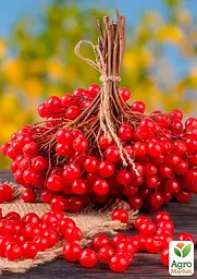 Саджанець Agro-Market Калина Рубінова (ранній термін дозрівання) 1 шт. в пакуванні (178686) - мініатюра 2