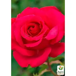 Троянда плетиста Agro-Market Діззі Хайтс саджанець класу АА+ вищий сорт 1 шт. в упаковці (178155) - мініатюра 2