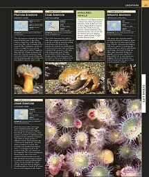 Ocean. The Definitive Visual Guide - мініатюра 3