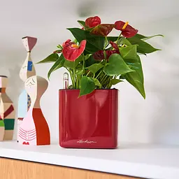 Вазон Lechuza Cube Glossy 14 червоний (13512) - мініатюра 4