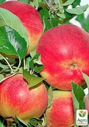 Саджанець Agro-Market Яблуня Гарант (зимовий сорт, пізній термін дозрівання) 1 шт. в упаковці (177244) - мініатюра 2