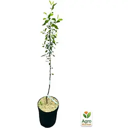Саджанець Agro-Market Яблуня Кальвіль Сніжний укорінена в контейнері (саджанець 2 роки) (156435) - мініатюра 5