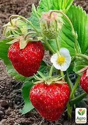 Саджанець Agro-Market Полуниця Пегас (Pegasus) (пізній термін дозрівання, морозостійкий сорт) 5 шт. в пакуванні (23401) - мініатюра 3