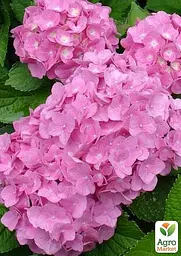 Саджанець Agro-Market Гортензія крупнолиста рожева Forever and ever Pink (64424) - мініатюра 3