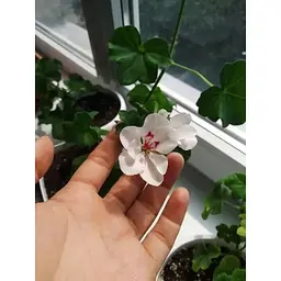 Саджанець Agro-Market Пеларгонія ампельна Sunflair Eva White (контейнер № 10 висота 10-20 см) (52159) 1 шт. в упаковці - мініатюра 3