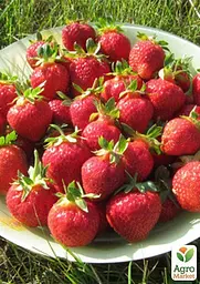 Саджанець Agro-Market Полуниця Флорін (Florin) (ремонтантний сорт) 5 шт. в пакуванні (44702) - мініатюра 3