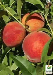 Саджанець Agro-Market Персик Кардинал (літній сорт, ранній термін дозрівання) 1 шт. в упаковці (15915) - мініатюра 3