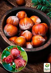 Саджанець Agro-Market Фундук Варшавський (червонолисний, середній термін дозрівання, перехресне запилення, садити по 2 шт.) 1 шт. в упаковці (24114) - мініатюра 2