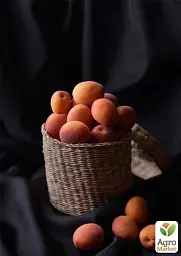Саджанець Agro-Market Абрикос Буревісник 1 шт. в упаковці (15762) - мініатюра 3