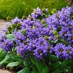 Прунелла великоквіткова "Pagoda Violet" (Чорноголівка морозостійка) (189553) 1 саженец