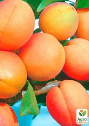 Саджанець Agro-Market Абрикос Харкот (літній сорт, пізній термін дозрівання) 1 шт. в упаковці (46222) - мініатюра 2