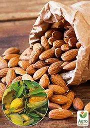Мигдаль солодкий Agro-Market "Прибережний" укорінений у контейнері (саджанець 2 роки) (153132) 1 саджанець в упаковці - мініатюра 2