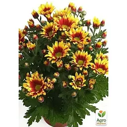 Саджанець Agro-Market Хризантема мультифлора куляста Ciotat (177089) 1 шт. в упаковці - мініатюра 3