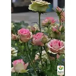 Троянда чайно-гібридна Agro-Market Dancing Queen саджанець класу АА+ вищий сорт 1 шт. в упаковці (181482) - мініатюра 2