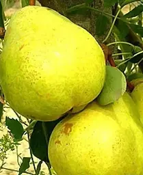 Саджанець Agro-Market Груша Золотоворотська (зимовий сорт, пізній термін дозрівання) (15814) 1 шт. в упаковці - мініатюра 3