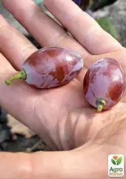 Саджанець Agro-Market Виноград Ейфорія (великий, хрусткий, солодкий мускат) 1 шт. в пакуванні (182410) - мініатюра 2