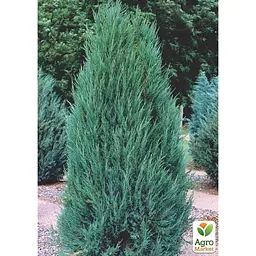 Саджанець Agro-Market Ялівець скельний 4-х річний Blue Arrow С3 висота 80-90 см (116265) - мініатюра 2