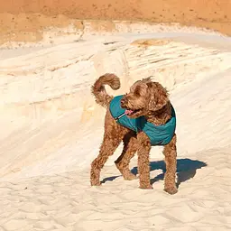 Жилет Pet Fashion E.Vest для собак, розмір L, морська хвиля - мініатюра 9