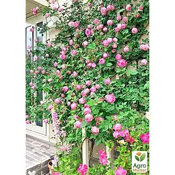 Саджанець Agro-Market Троянда плетиста Пінк Мушімара (клас АА +) вищий сорт (20632) 1 шт. - мініатюра 3