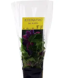 Клематис Agro-Market Dr Ruppel повторноквітучий сорт 1 саджанець в упаковці (15856) - мініатюра 2