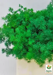 Саджанець Agro-Market Аспарагус Umbrellatus кімнатний 25-35 см 1 шт. в упаковці (179045) - мініатюра 3