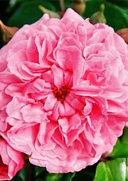 Троянда штамбова Agro-Market Pink Swany дрібноквіткова вищий сорт саджанець класу АА+ (180224) - мініатюра 4