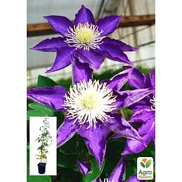 Саджанець Agro-Market Клематис 3-х рiчний Hakuookan С2 (60428) 1 шт. в упаковці - мініатюра 5