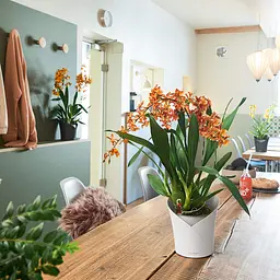 Вазон Lechuza Orchidea, 1 л, сірий (13961) - мініатюра 7