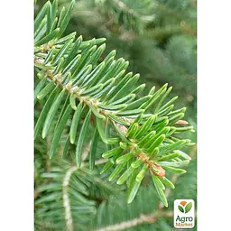 Саджанець Agro-Market Ялиця Біла (Abies Alba) горщик P9 (176499) - мініатюра 3