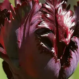 Тюльпан "Black Parrot" (186266) 2 шт