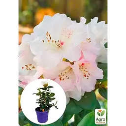 Саджанець Agro-Market Рододендрон Вільямса 2-х річний Gartendirektor Rieger С2 висота 25-40 см (152182) 1 шт. в упаковці - мініатюра 5