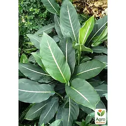 Дифенбахія (Dieffenbachia) Agro-Market Green Magic висота 40-60см (185441) 1 саджанець в упаковці е кімнатний